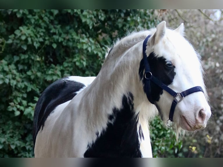 Cob Irlandese / Tinker / Gypsy Vanner Castrone 8 Anni 140 cm Pezzato in Bad Wimpfen
