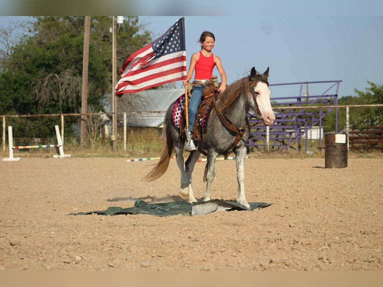 Cob Irlandese / Tinker / Gypsy Vanner Castrone 8 Anni 142 cm Roano blu in Stephenville TX