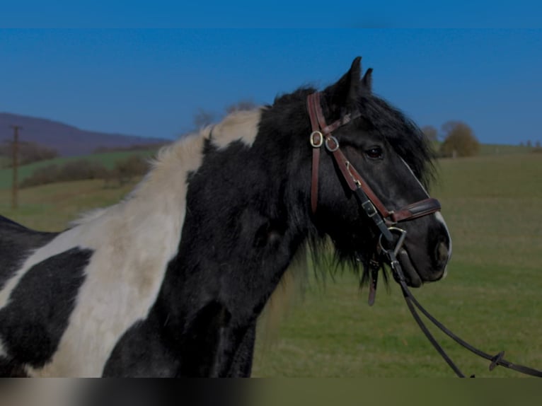 Cob Irlandese / Tinker / Gypsy Vanner Castrone 8 Anni 147 cm Pezzato in Harztor