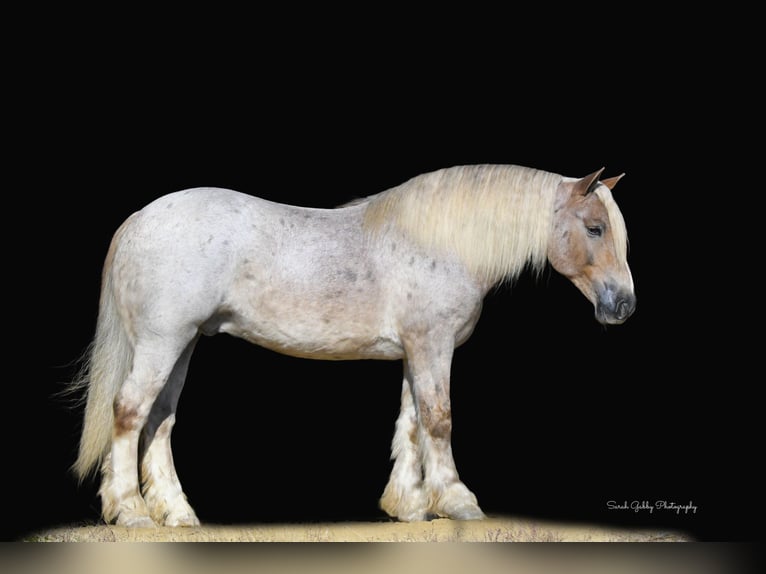 Cob Irlandese / Tinker / Gypsy Vanner Mix Castrone 8 Anni 147 cm Roano rosso in Oelwein