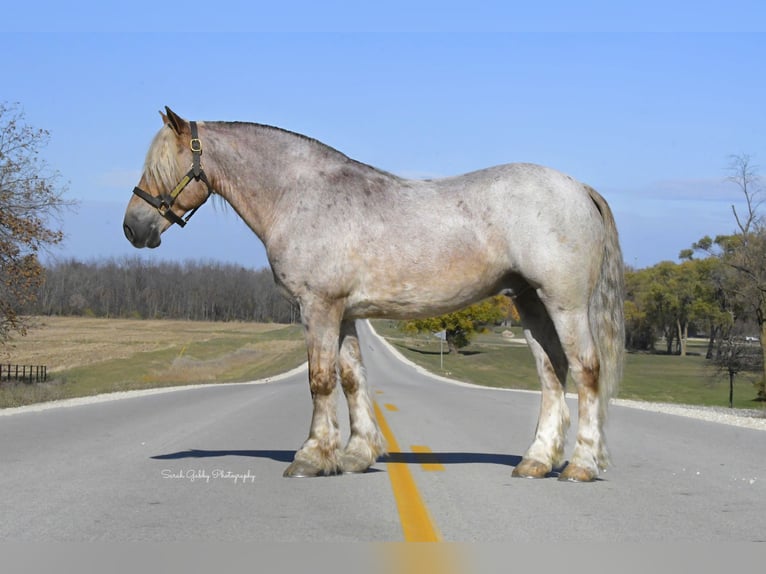 Cob Irlandese / Tinker / Gypsy Vanner Mix Castrone 8 Anni 147 cm Roano rosso in Oelwein