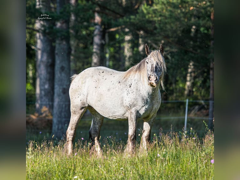 Cob Irlandese / Tinker / Gypsy Vanner Castrone 8 Anni 149 cm  in Cēsis