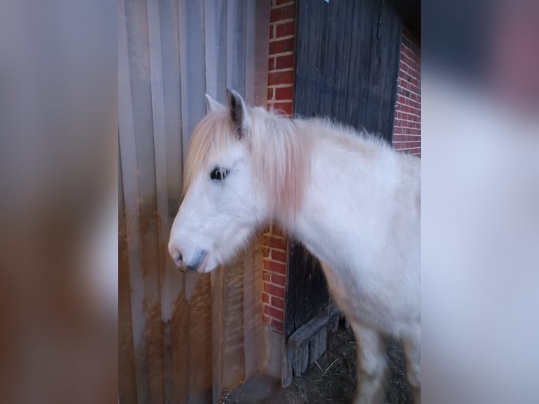 Cob Irlandese / Tinker / Gypsy Vanner Castrone 8 Anni 150 cm Grigio in Havixbeck