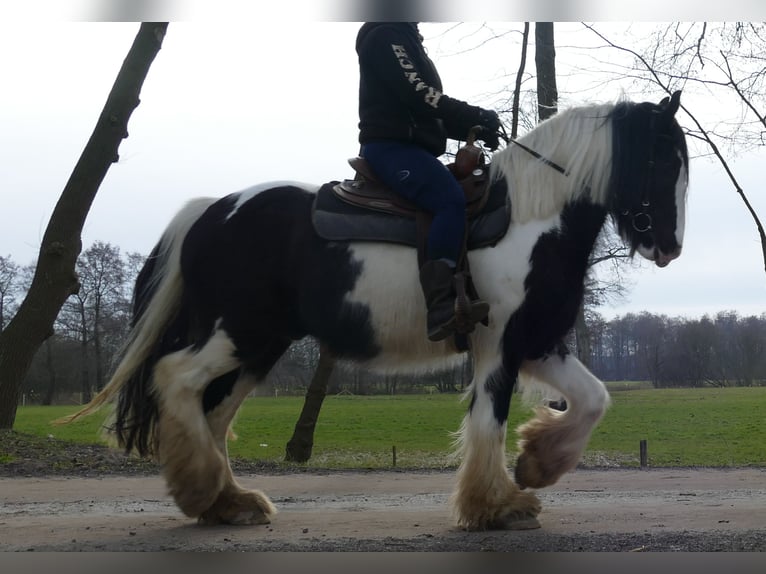 Cob Irlandese / Tinker / Gypsy Vanner Castrone 8 Anni 151 cm Pezzato in Lathen