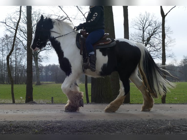 Cob Irlandese / Tinker / Gypsy Vanner Castrone 8 Anni 151 cm Pezzato in Lathen