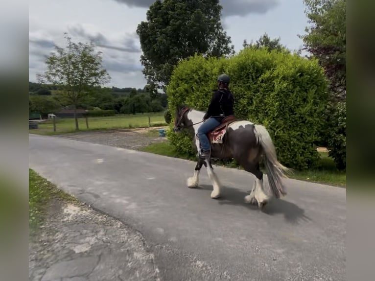 Cob Irlandese / Tinker / Gypsy Vanner Castrone 8 Anni 155 cm Tobiano-tutti i colori in Bad Wimpfen