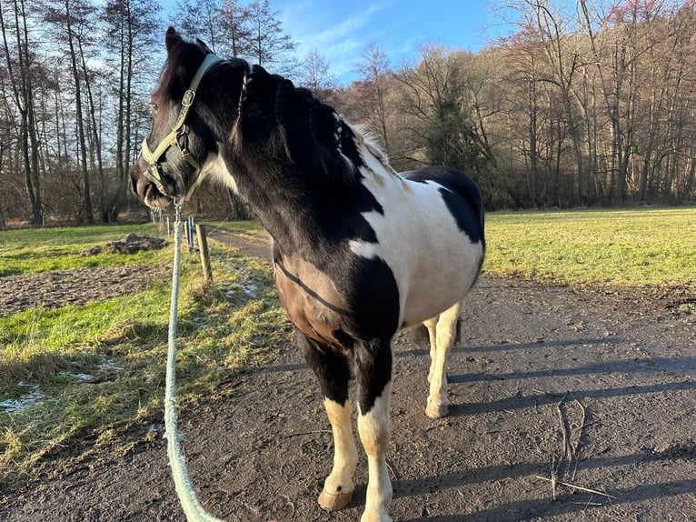 Cob Irlandese / Tinker / Gypsy Vanner Castrone 8 Anni 156 cm Pezzato in Büdingen