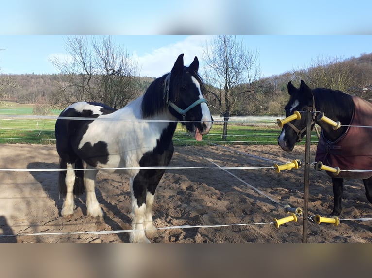 Cob Irlandese / Tinker / Gypsy Vanner Castrone 8 Anni 156 cm Pezzato in Büdingen