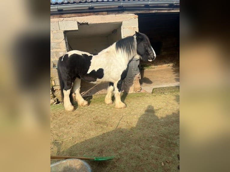 Cob Irlandese / Tinker / Gypsy Vanner Castrone 8 Anni 156 cm Pezzato in Büdingen