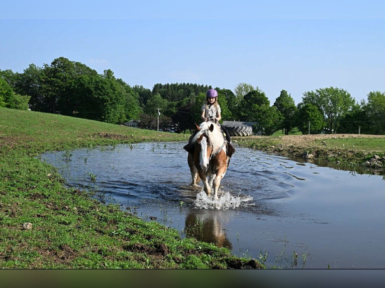 Cob Irlandese / Tinker / Gypsy Vanner Castrone 8 Anni 163 cm Tobiano-tutti i colori in Warsaw NY
