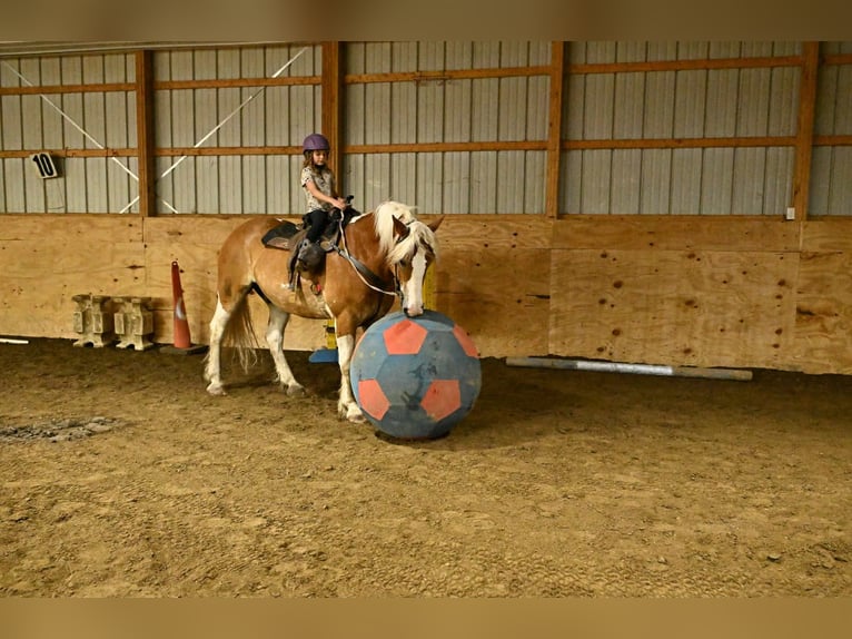 Cob Irlandese / Tinker / Gypsy Vanner Castrone 8 Anni 163 cm Tobiano-tutti i colori in Warsaw NY