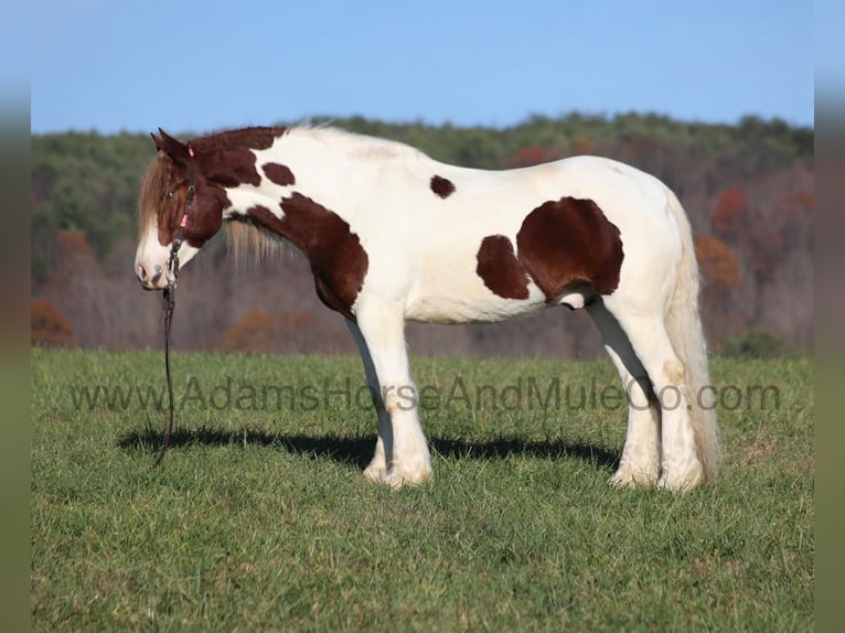 Cob Irlandese / Tinker / Gypsy Vanner Castrone 8 Anni Sauro scuro in Mount Vernon
