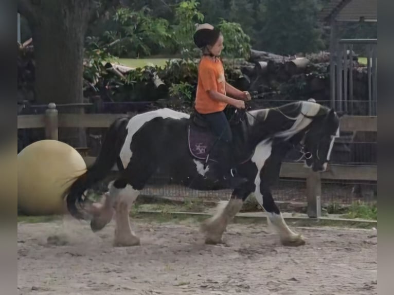 Cob Irlandese / Tinker / Gypsy Vanner Castrone 9 Anni 129 cm Pezzato in Langennaundorf