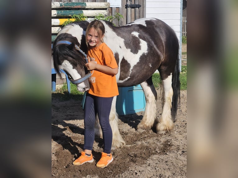 Cob Irlandese / Tinker / Gypsy Vanner Castrone 9 Anni 129 cm Pezzato in Langennaundorf