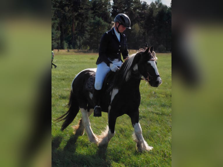 Cob Irlandese / Tinker / Gypsy Vanner Castrone 9 Anni 129 cm Pezzato in Langennaundorf