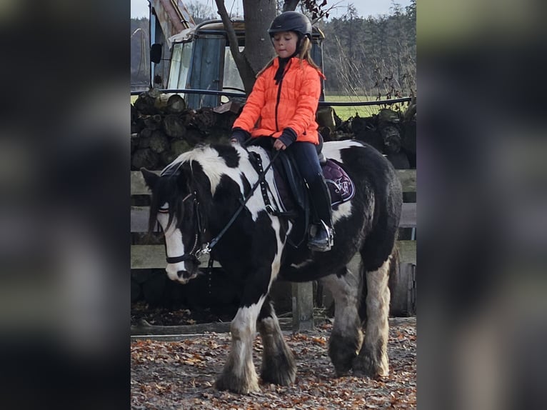 Cob Irlandese / Tinker / Gypsy Vanner Castrone 9 Anni 129 cm Pezzato in Langennaundorf
