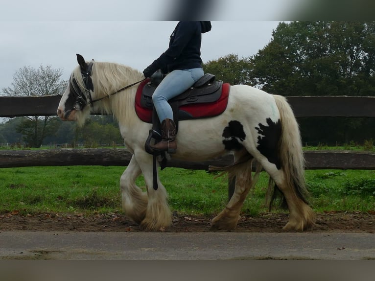 Cob Irlandese / Tinker / Gypsy Vanner Castrone 9 Anni 129 cm Pezzato in Lathen