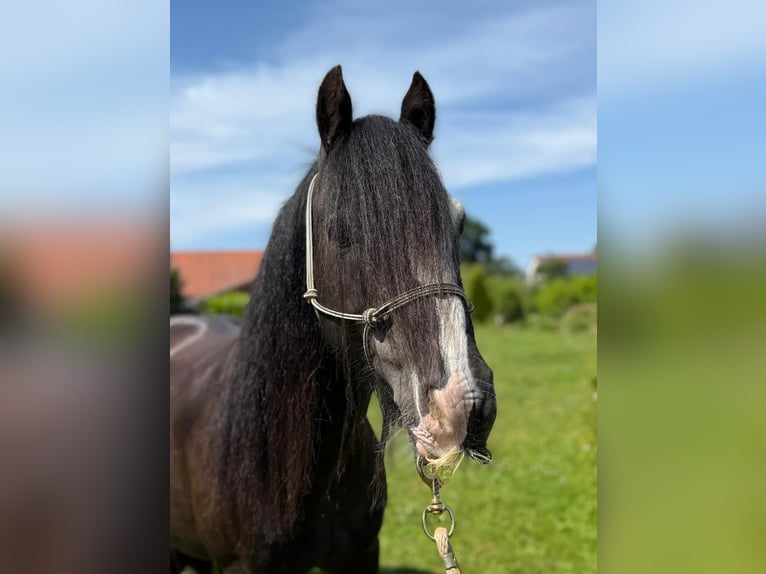 Cob Irlandese / Tinker / Gypsy Vanner Castrone 9 Anni 130 cm Morello in Rammingen