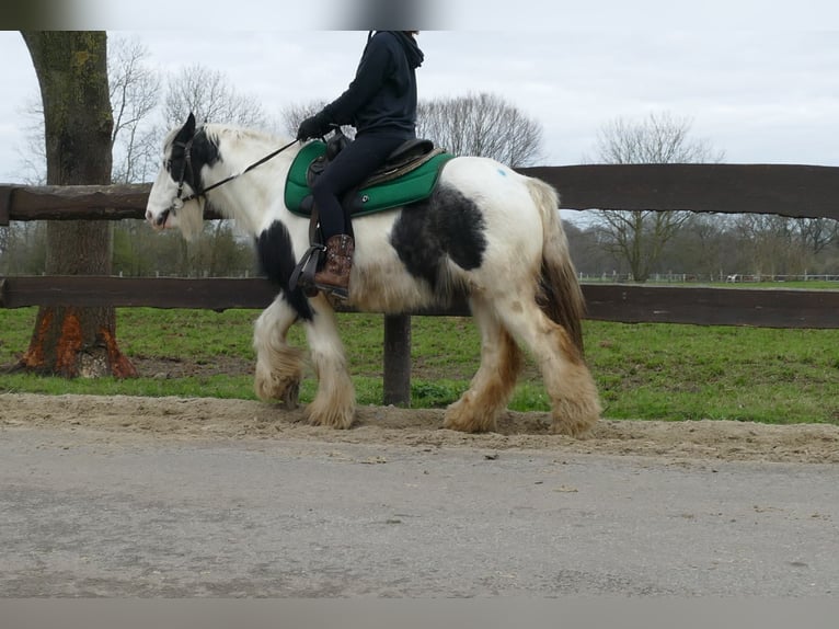 Cob Irlandese / Tinker / Gypsy Vanner Castrone 9 Anni 131 cm Pezzato in Lathen
