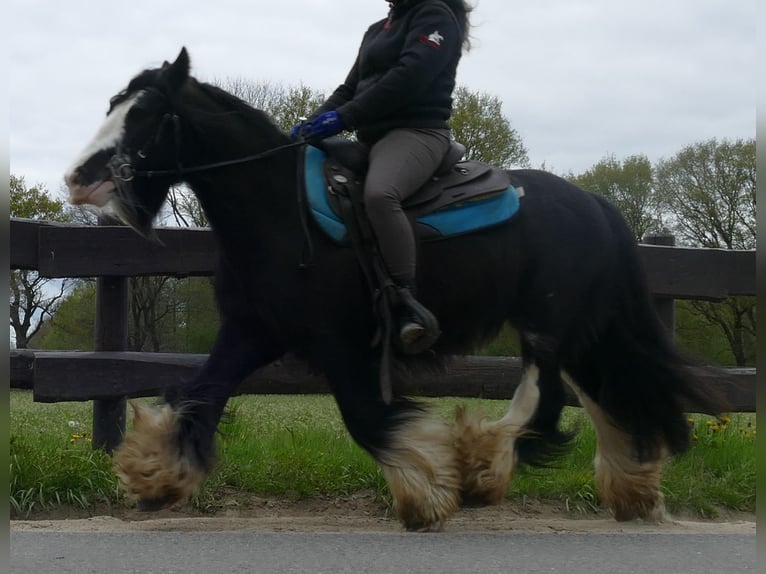 Cob Irlandese / Tinker / Gypsy Vanner Castrone 9 Anni 134 cm Morello in Lathen