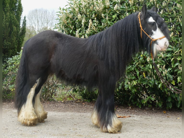 Cob Irlandese / Tinker / Gypsy Vanner Castrone 9 Anni 134 cm Morello in Lathen