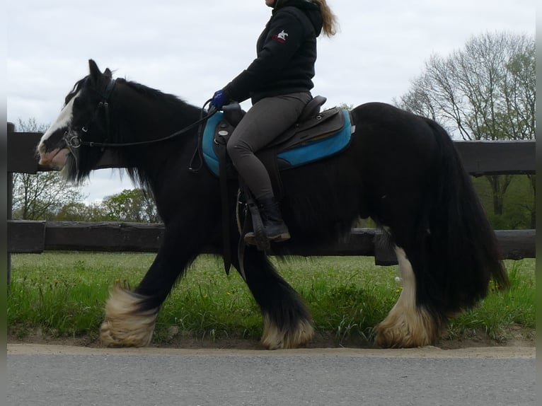 Cob Irlandese / Tinker / Gypsy Vanner Castrone 9 Anni 134 cm Morello in Lathen
