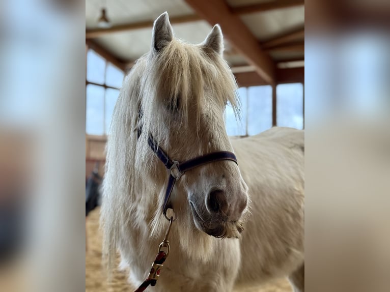 Cob Irlandese / Tinker / Gypsy Vanner Castrone 9 Anni 135 cm Pezzato in Achstetten