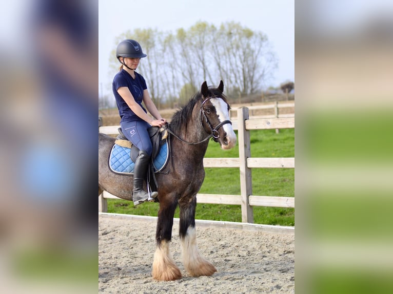 Cob Irlandese / Tinker / Gypsy Vanner Castrone 9 Anni 136 cm Morello in Pepingen