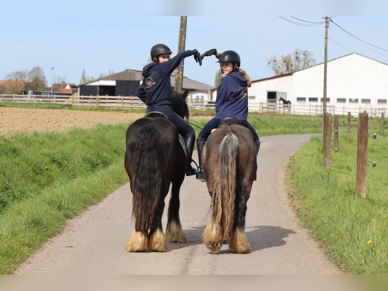 Cob Irlandese / Tinker / Gypsy Vanner Castrone 9 Anni 136 cm Morello in Pepingen