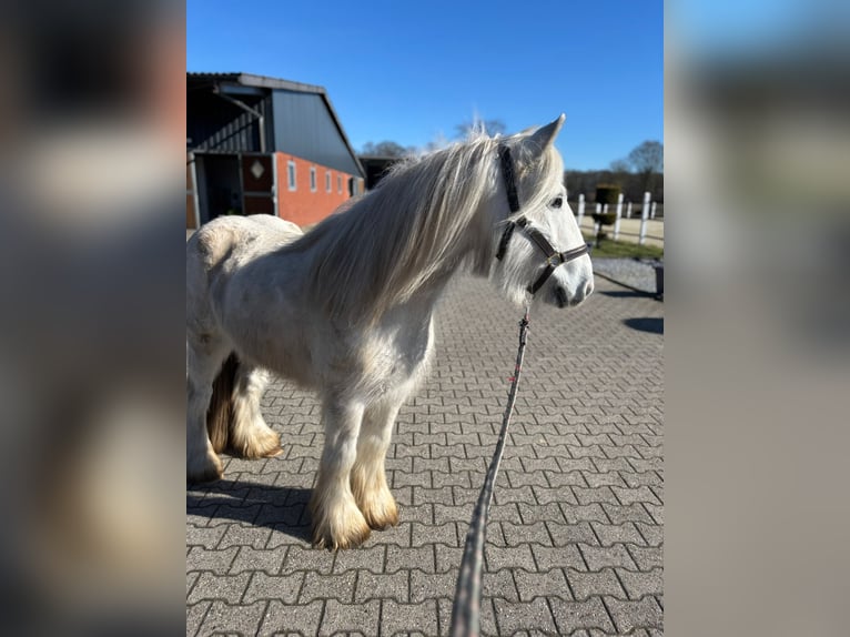 Cob Irlandese / Tinker / Gypsy Vanner Castrone 9 Anni 138 cm Grigio in Nordwalde