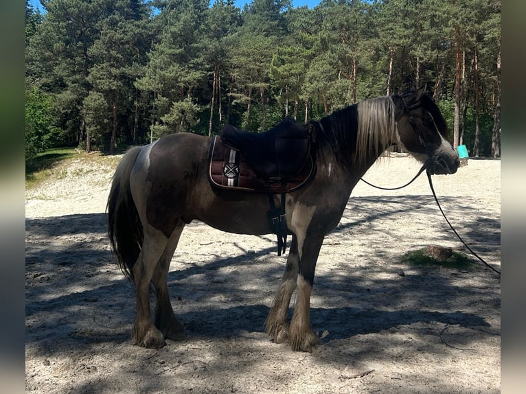 Cob Irlandese / Tinker / Gypsy Vanner Mix Castrone 9 Anni 139 cm Pezzato in Lathen