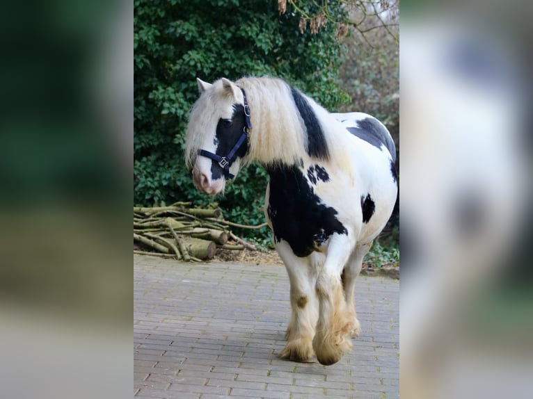 Cob Irlandese / Tinker / Gypsy Vanner Castrone 9 Anni 140 cm Pezzato in Bad Wimpfen