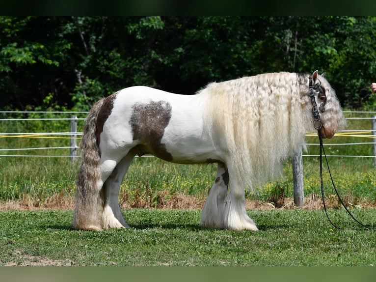 Cob Irlandese / Tinker / Gypsy Vanner Castrone 9 Anni 142 cm Pezzato in Strasburg