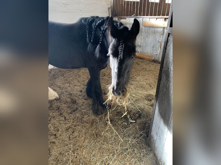 Cob Irlandese / Tinker / Gypsy Vanner Castrone 9 Anni 145 cm Morello in Feuchtwangen