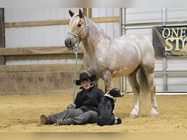 Cob Irlandese / Tinker / Gypsy Vanner Mix Castrone 9 Anni 147 cm Roano rosso in Oelwein