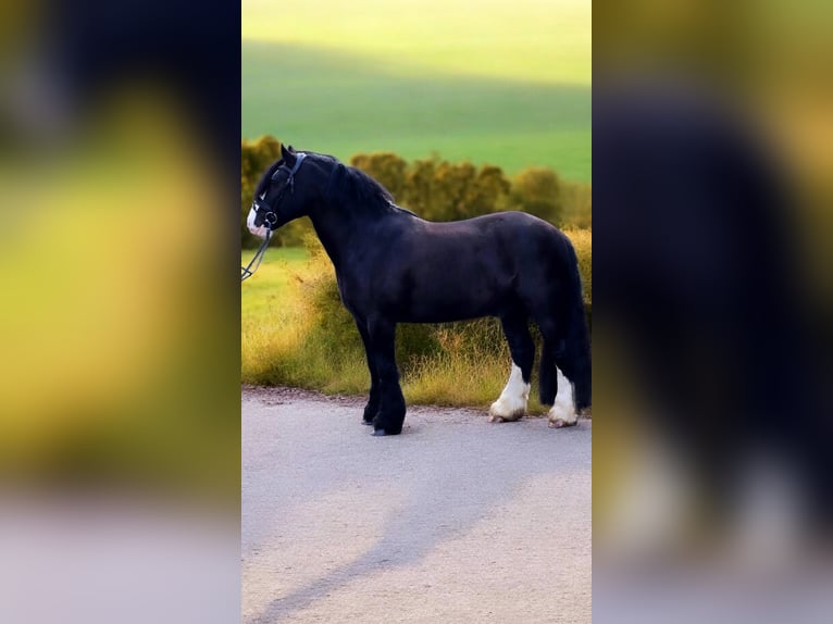Cob Irlandese / Tinker / Gypsy Vanner Castrone 9 Anni 148 cm Morello in Warendorf