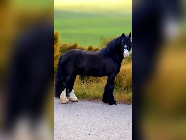 Cob Irlandese / Tinker / Gypsy Vanner Castrone 9 Anni 148 cm Morello in Warendorf