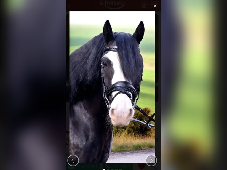 Cob Irlandese / Tinker / Gypsy Vanner Castrone 9 Anni 148 cm Morello in Kirchheimbolanden