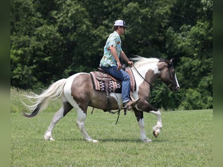 Cob Irlandese / Tinker / Gypsy Vanner Castrone 9 Anni 150 cm Grullo in Mount Vernon, KY