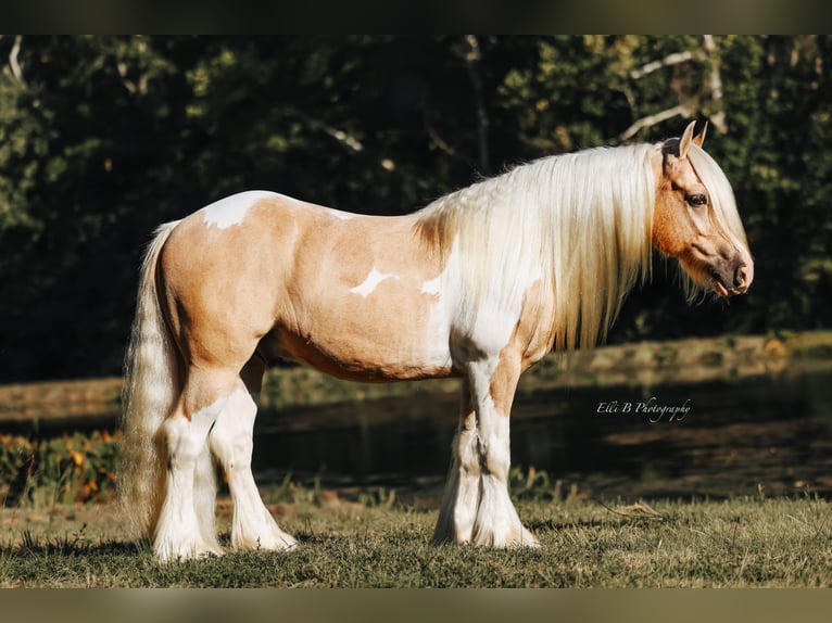 Cob Irlandese / Tinker / Gypsy Vanner Castrone 9 Anni 150 cm Pezzato in Mount Vernon