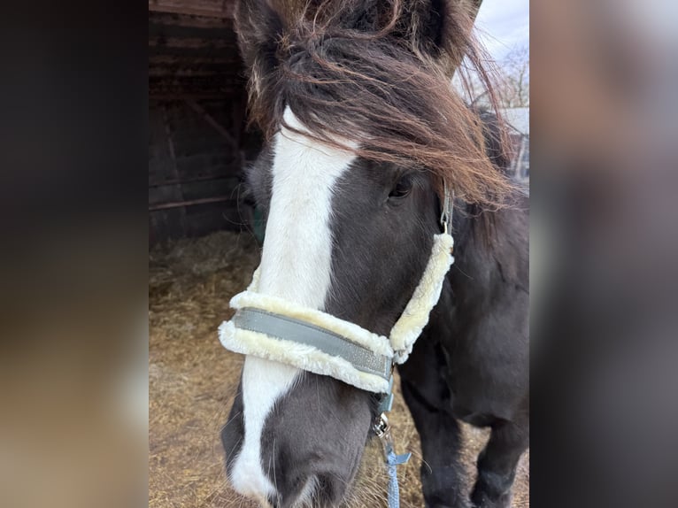 Cob Irlandese / Tinker / Gypsy Vanner Castrone 9 Anni 152 cm Morello in Waldsolms