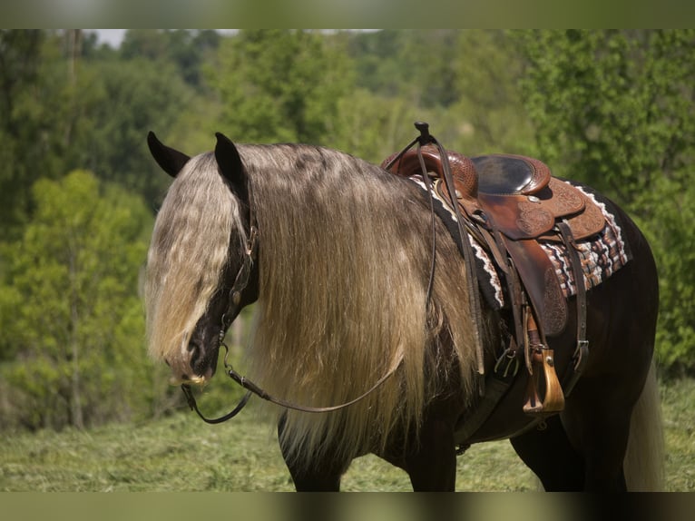 Cob Irlandese / Tinker / Gypsy Vanner Castrone 9 Anni 152 cm  in Fresno