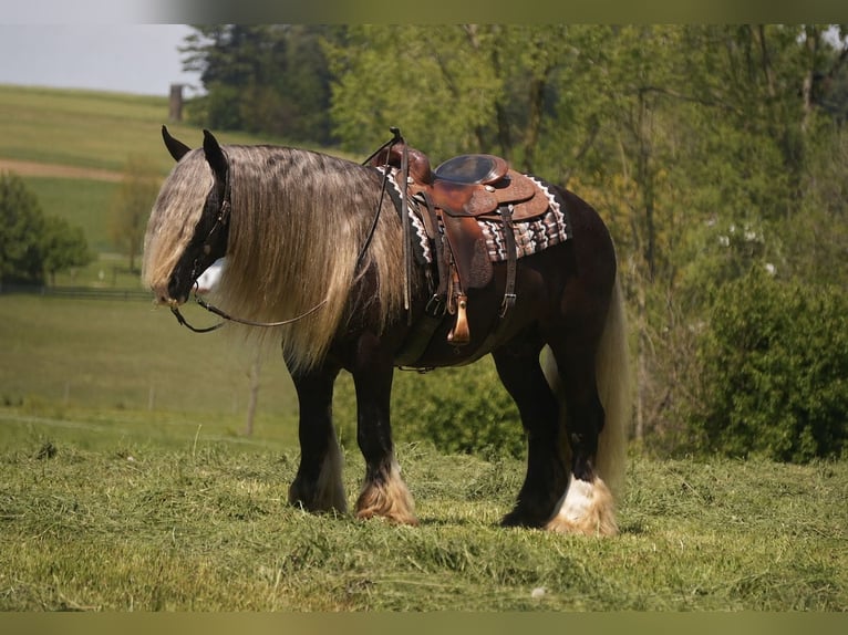 Cob Irlandese / Tinker / Gypsy Vanner Castrone 9 Anni 152 cm  in Fresno
