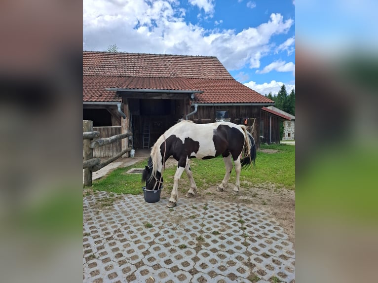 Cob Irlandese / Tinker / Gypsy Vanner Mix Castrone 9 Anni 155 cm Pezzato in K&#xF6;nigswiesen
