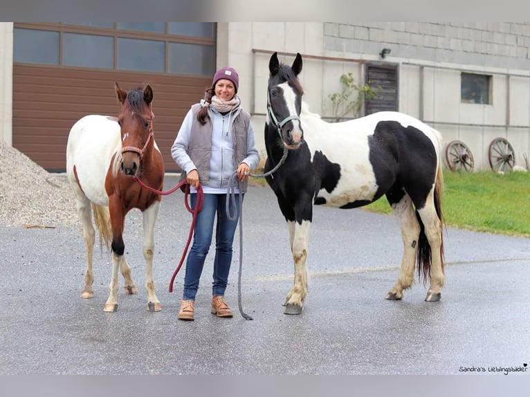 Cob Irlandese / Tinker / Gypsy Vanner Mix Castrone 9 Anni 155 cm Pezzato in K&#xF6;nigswiesen