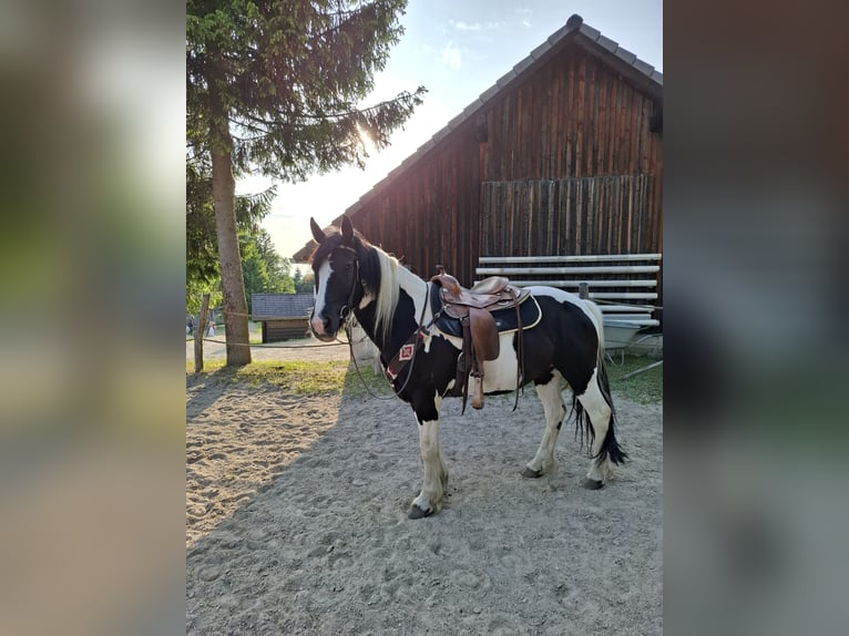 Cob Irlandese / Tinker / Gypsy Vanner Mix Castrone 9 Anni 155 cm Pezzato in K&#xF6;nigswiesen