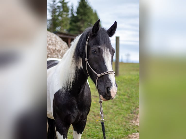 Cob Irlandese / Tinker / Gypsy Vanner Mix Castrone 9 Anni 155 cm Pezzato in K&#xF6;nigswiesen