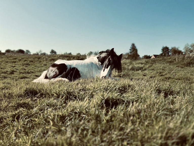 Cob Irlandese / Tinker / Gypsy Vanner Castrone 9 Anni 155 cm Tobiano-tutti i colori in De panne