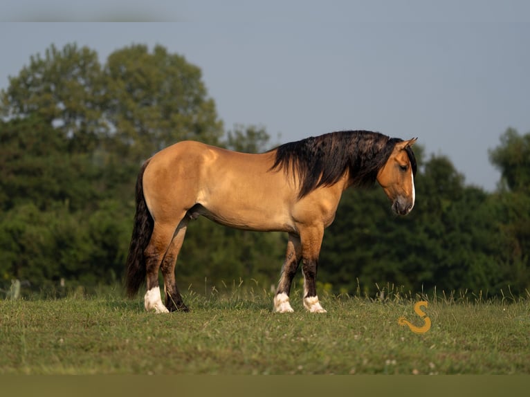 Cob Irlandese / Tinker / Gypsy Vanner Mix Castrone 9 Anni 160 cm Falbo in Bogard, MO