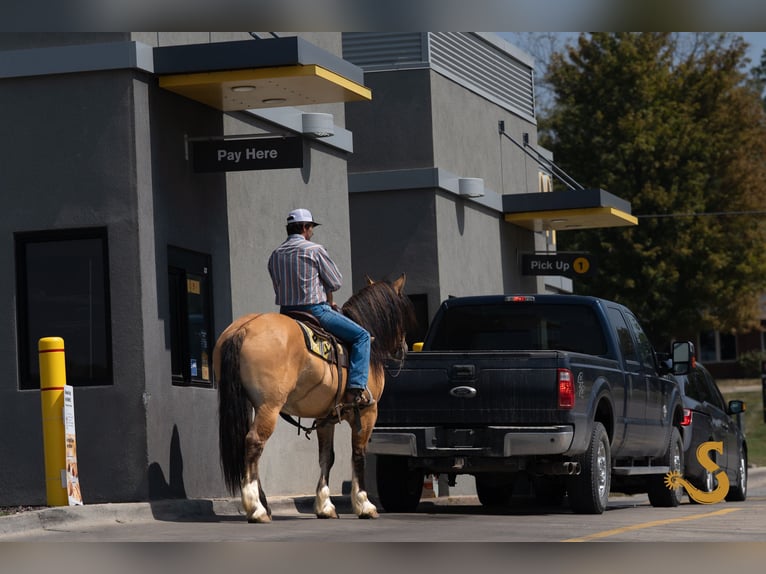 Cob Irlandese / Tinker / Gypsy Vanner Mix Castrone 9 Anni 160 cm Falbo in Bogard, MO